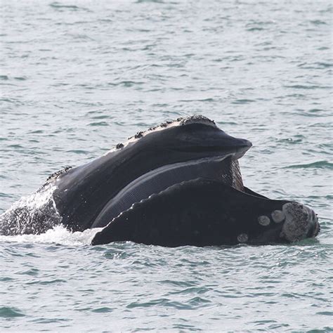 Northern Right Whale Endangered