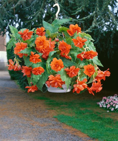 Buy Trailing Begonias | Begonia Pendula Orange | Award winning Harts Nursery.