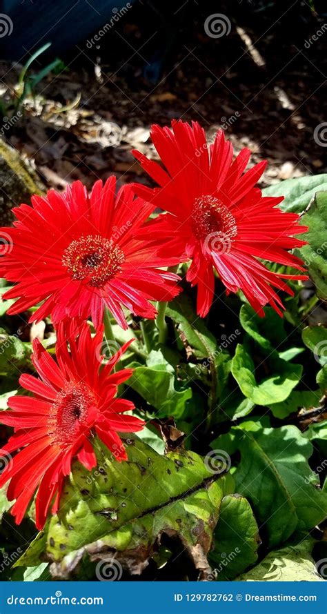 Beautiful deep red flowers stock photo. Image of flower - 129782762