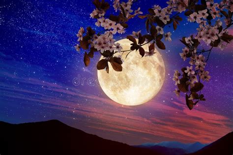 130 Full Moon Cherry Blossom Stock Photos - Free & Royalty-Free Stock ...