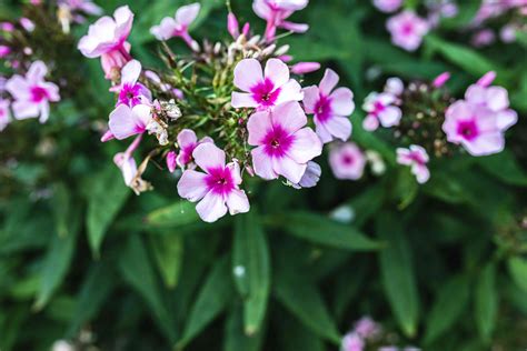 15 Types of Phlox Perfect for Your Garden