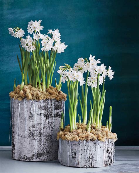 Winter Paperwhites | Martha Stewart