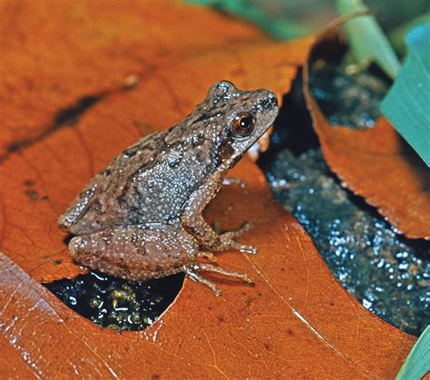 Chorus frog | Tree-dwelling, Nocturnal, Breeding Calls | Britannica