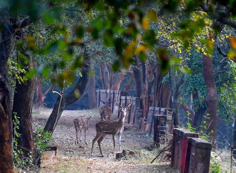 Kambalakonda Wildlife Sanctuary - 4Kerala