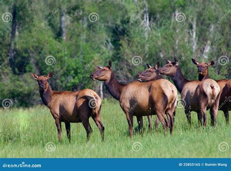 Elk Herd Royalty Free Stock Photo - Image: 25855165