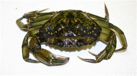 Removing green crab proves effective in controlling invasive species | CTV News