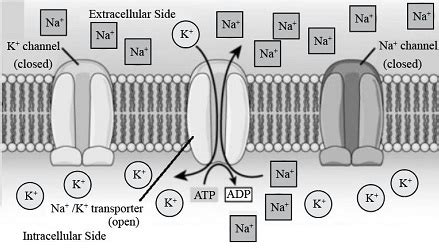 Using a diagram, explain how a neuron establishes the resting membrane potential. What is the ...