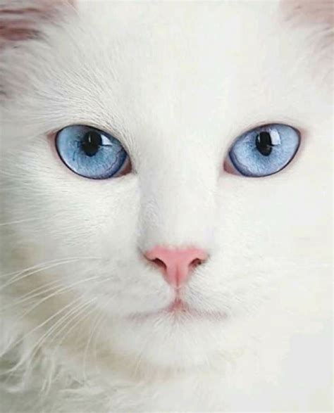 top 10 most beautiful cat in the world Top 10 most beautiful cat breeds | Cute cats, Pretty cats ...