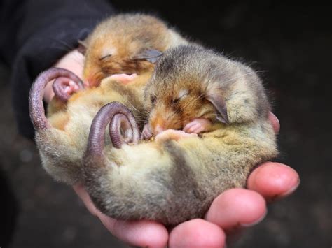 Mountain Pygmy-possum re-emerges in NSW and Victorian alpine regions | Herald Sun