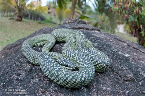 Chrysopelea ornata_MG_4424 copy | Golden Flying Snake (Chrys… | Flickr