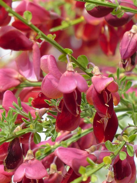 Download free photo of Cytisus scoparius,flowers,red,plant,spartium ...