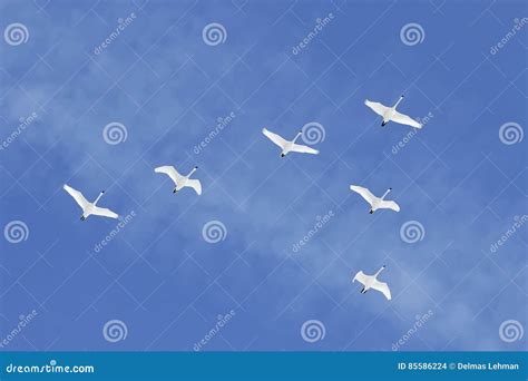 Migrating Tundra Swans Fly in Formation Stock Photo - Image of ...