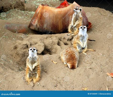 Meerkat family stock image. Image of sand, sitting, family - 8754049