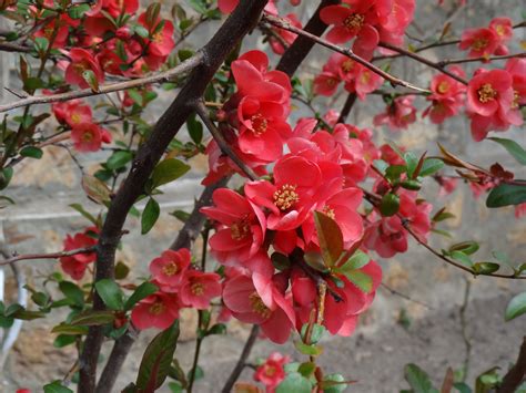 Free photo: Red Flowers - Bookay, Plants, White - Free Download - Jooinn