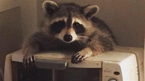 These were the best Toronto raccoon stories of 2018 | Curated