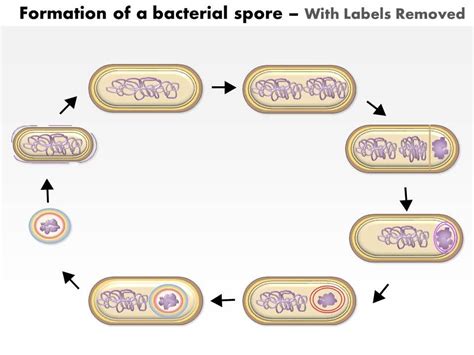 0614 Formation Of A Bacterial Spore By Bacillus Subtilis Medical Images For Powerpoint ...