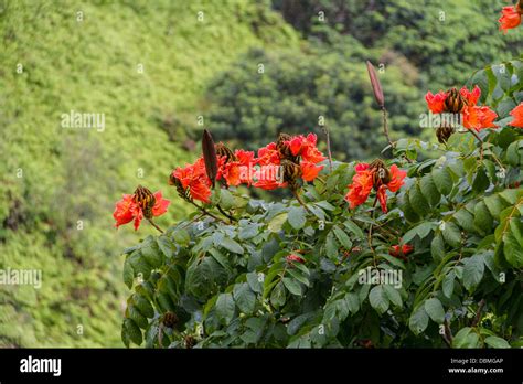 "African Tulip tree", Spathodea campanulata, a very invasive species ...