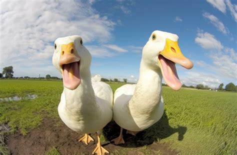 Funny ducks portrait 27121993 Stock Photo at Vecteezy