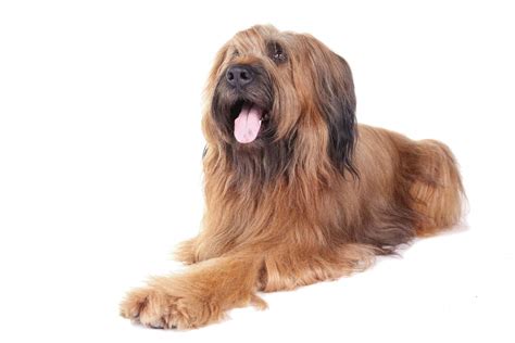 Briard - Temperament, Lifespan, Shedding, Puppy