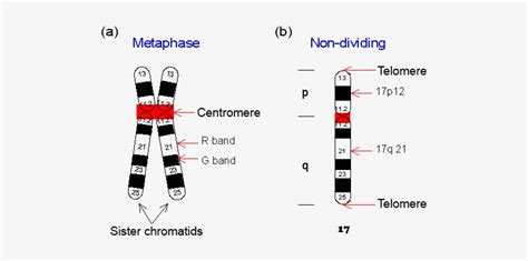 Schematic Drawing Of Chromosomes - Labeled Chromosome - 511x334 PNG Download - PNGkit