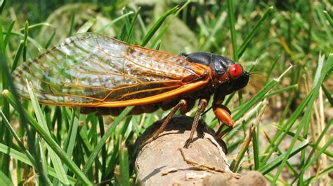 Are Cicadas Poisonous to Dogs? | Fact Check from Snopes.com