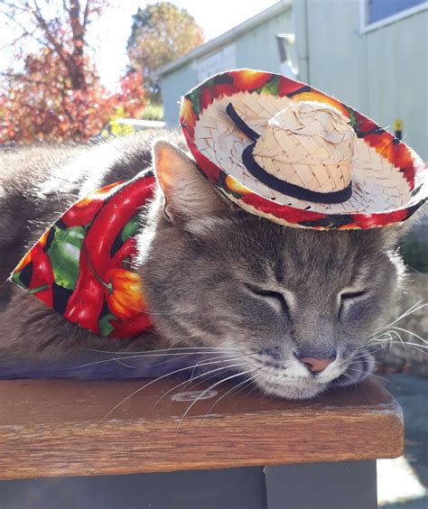 Cinco De Mayo Cat Blank Template - Imgflip