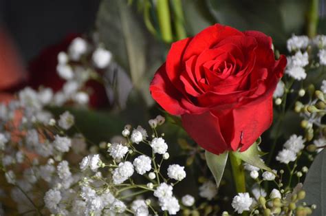 Ý nghĩa hoa hồng là gì? Hoa hồng tình yêu là gì?