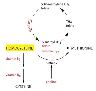 High Homocysteine | Linus Pauling Institute | Oregon State University