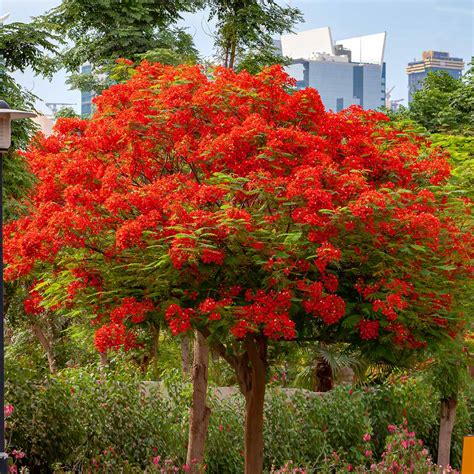 Royal Poincianas for Sale | BrighterBlooms.com