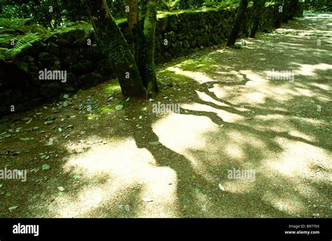 Shadow of tree Stock Photo - Alamy