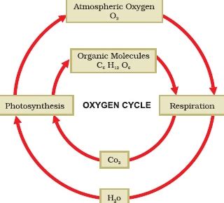 What is oxygen cycle? Explain with diagram. Answer at BYJU’S IAS