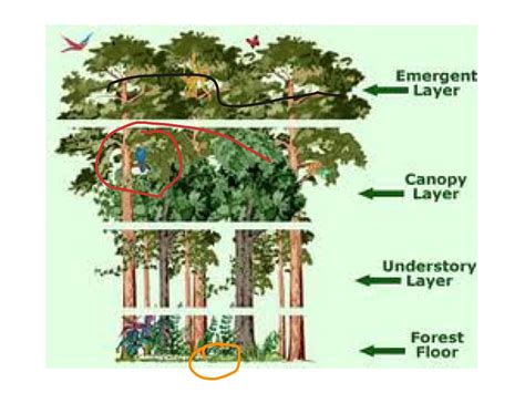 Tropical Rainforest Layers