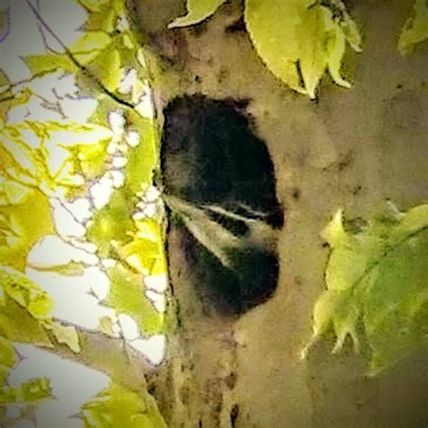 NestWatch | Pileated Woodpecker - Nesting 2016 - NestWatch