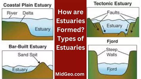 How Are Estuaries Formed? Types Of Estuaries