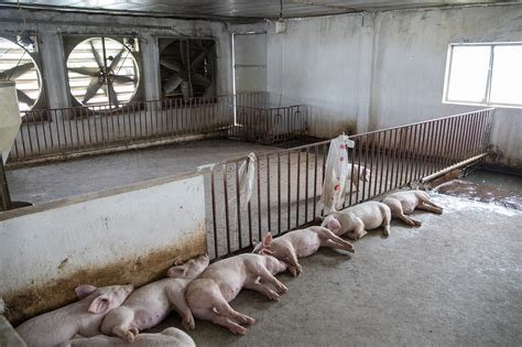 Vietnam suspends African swine fever vaccine after pig deaths