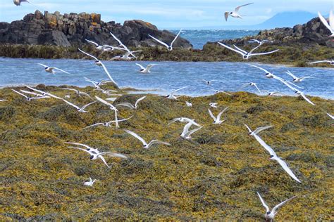 How Far Does the Arctic Tern Migrate? - American Oceans