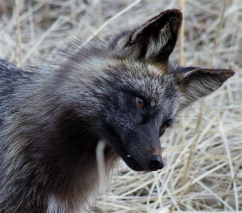 Still Life With Birder: Silver Fox