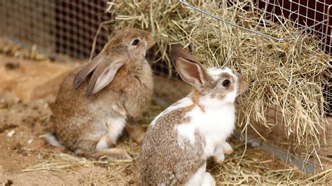 Feeding your rabbit | Companion Care