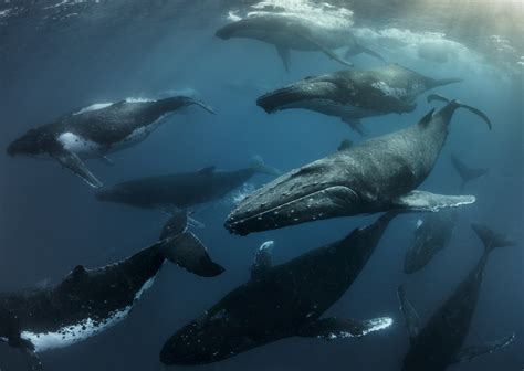 Whales on the move - mapping threats and solutions for our ocean giants ...