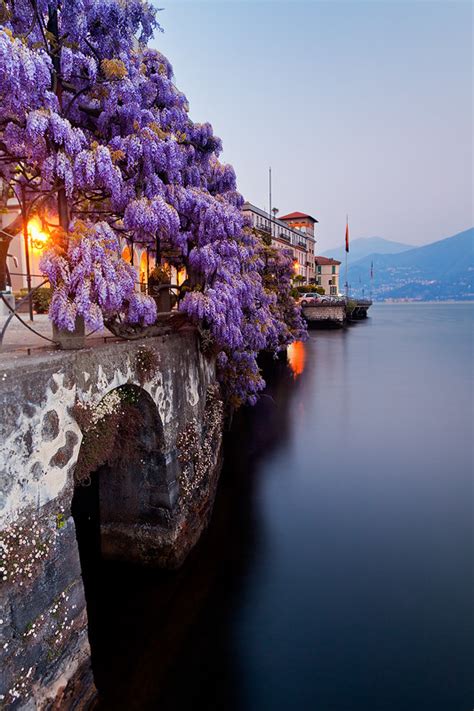 wisteria at lake como // Hyperbolation