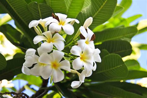 How to Plant, Grow, and Care for Plumeria Plants