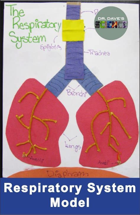 Respiratory System Activities Model of the Respiration System | Respiratory system activities ...