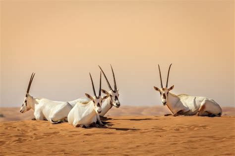 How the Arabian oryx was brought back from extinction | Arab News PK