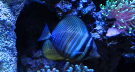 Sailfin Tang - Reef Aquarium