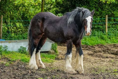 10 Strongest Horse Breeds In The World | Strathorn Farm Stables