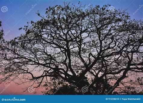 Silhouette of tree branch stock photo. Image of leaves - 91228610