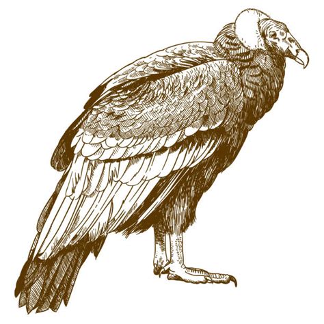 Condor Illustrations, Royalty-Free Vector Graphics & Clip Art - iStock