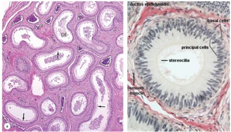 Anatomy and Histology of the Male Reproductive System Flashcards | Quizlet