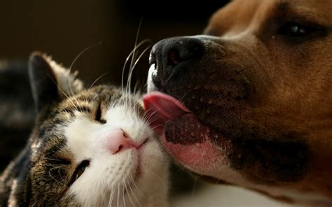 Cat & Dog Wallpapers, Pictures, Images