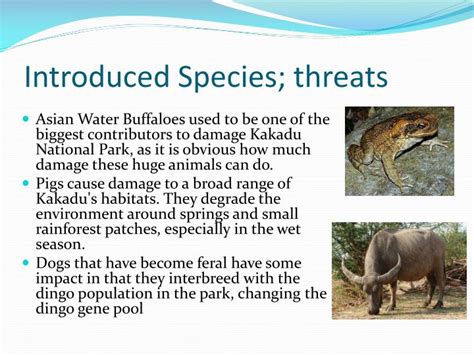 PPT - Kakadu National Park PowerPoint Presentation - ID:7052385